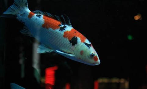 魚為什么會趴缸