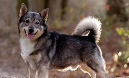 柯基犬飼養方法和注意事項