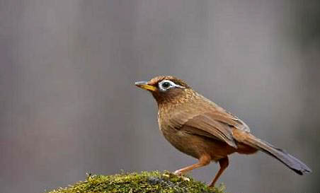 齊毛畫眉鳥養(yǎng)多久上性