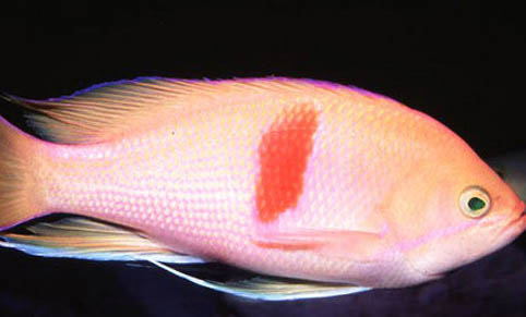金魚除了吃魚食還吃什么