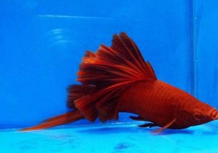 紅綠燈魚活多久