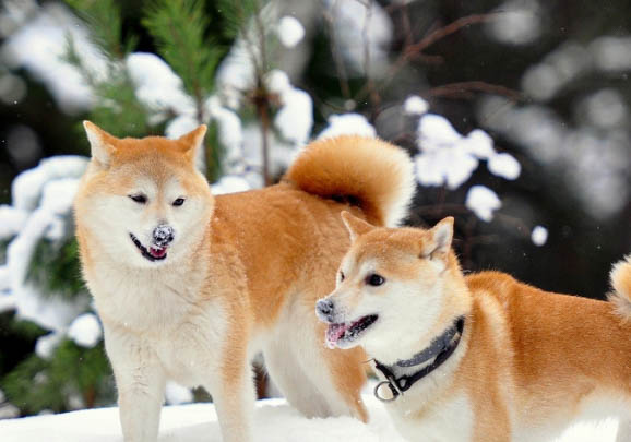 柴犬幼犬價格是多少