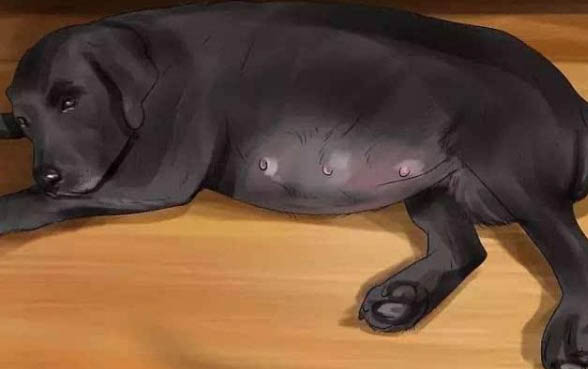 家養泰迪狗有狂犬病嗎