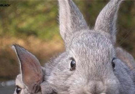 金吉拉小時候會亂吃東西嗎