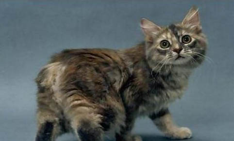 如何刺激馬恩島貓