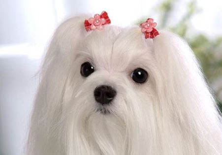 馬爾泰和馬爾濟(jì)斯區(qū)別