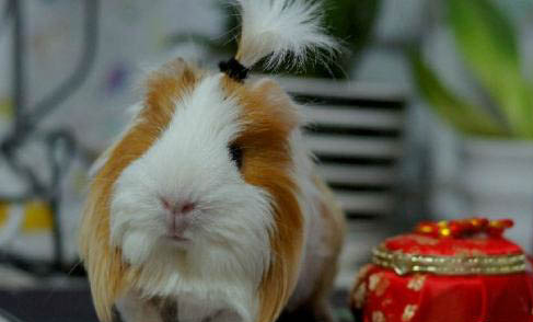 荷蘭豬親近人嗎