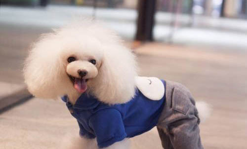 貴賓犬多少錢一只