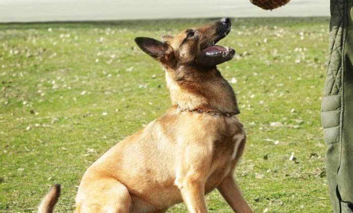 馬犬配種一次能成嗎