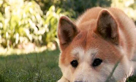秋田犬和柴犬的區(qū)別是什么