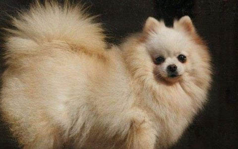 純種博美犬有什么特征