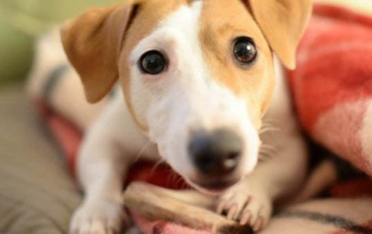 世界十大牧羊犬排名