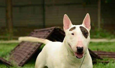 迷你牛頭梗飼養方法