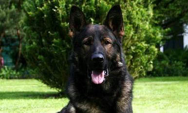 東德犬和西德犬的區別