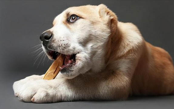 狗狗的品種有多少種
