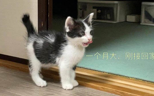 2個月的小貓有貓癬怎么辦?