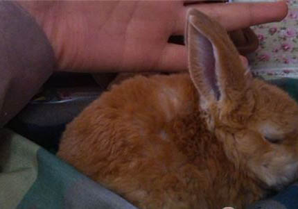 家兔怎么養