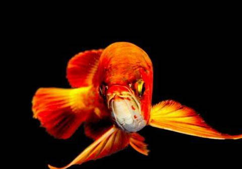 曼龍魚能吃蛋白蟲嗎