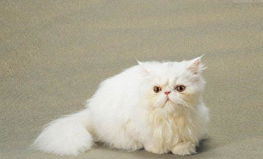 如何區分波斯貓和加菲貓