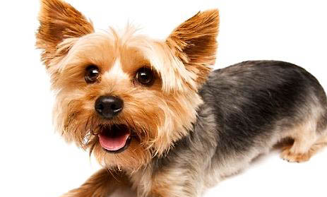 約克夏真正認主人的表現(xiàn)