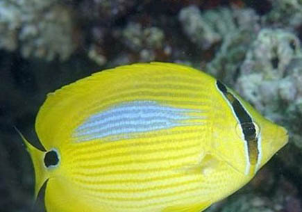 蝴蝶犬的優缺點主要有哪些