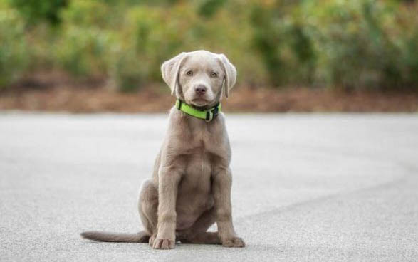拉布拉多犬飛耳是屬于不純嗎