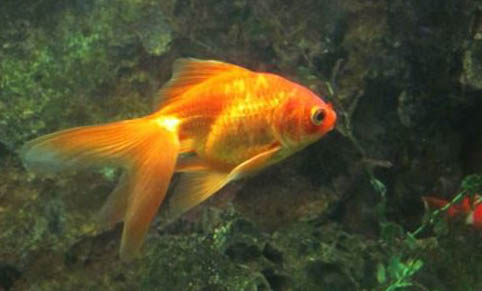 六角龍魚怎么養(yǎng)水深度