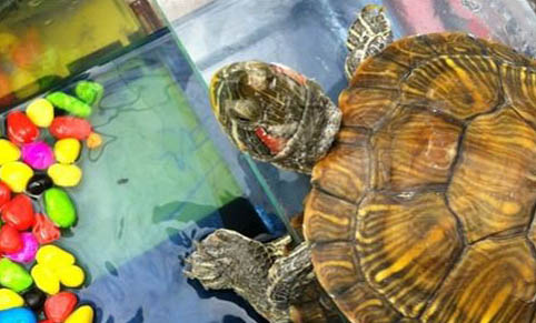 水龜可以一直在水里養(yǎng)嗎?