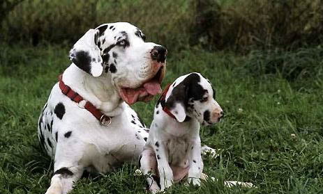 哪里有大丹犬出售