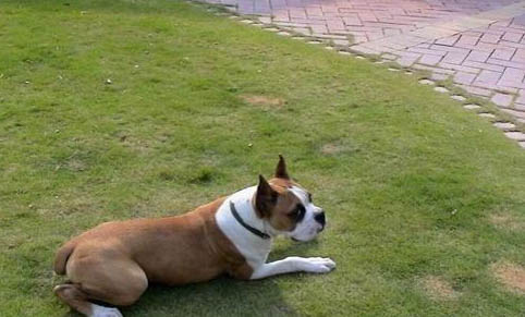 三個月的拳師犬太瘦了怎么養胖