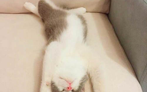 貓咪為什么會肝衰竭?