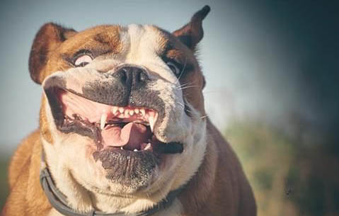 怎樣讓美國惡霸犬半夜不叫