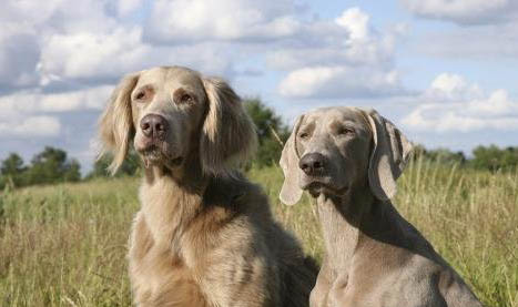 阿富汗獵犬脾臟大的原因
