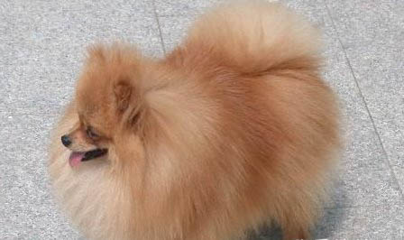 博美犬和比熊犬的區別