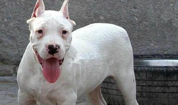 杜高犬可以養狗嗎