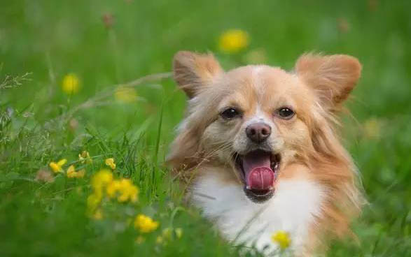 高加索犬最近食欲不好怎么辦