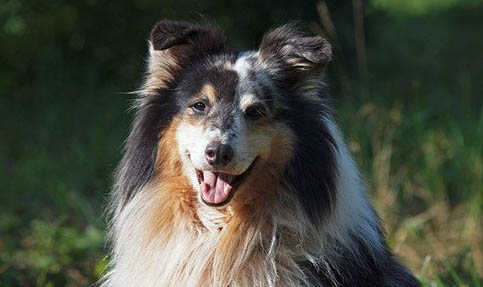 澳洲牧羊犬為什么不火