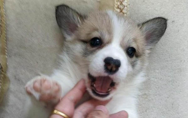 幼犬為什么喜歡睡地板