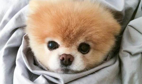 狗狗拉稀是什么原因及處理方法