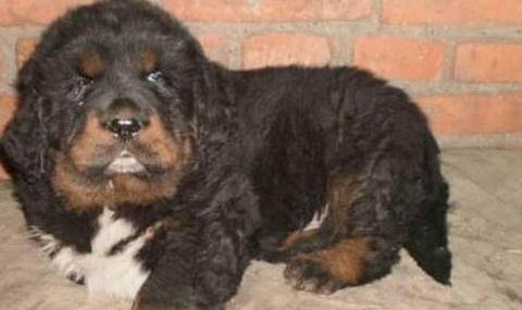 一只藏獒多少錢