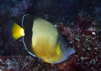 蝴蝶犬串串長大后的樣子圖片