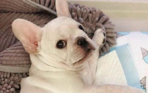 春天讓狗狗變漂亮的技巧