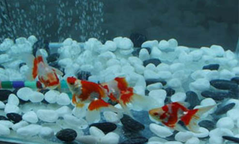 三月份釣魚釣深還是淺