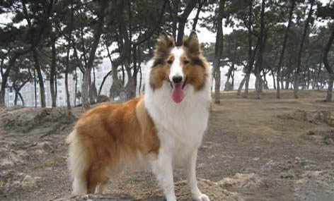 蘇格蘭牧羊犬得細小怎么辦