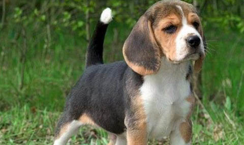 比格犬和柯基犬哪個好