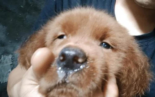 狗狗打完疫苗第4天可以洗澡了嗎