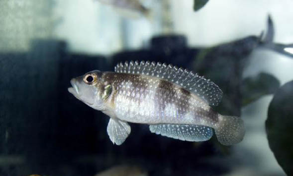 觀賞魚拒食的原因及處理方法