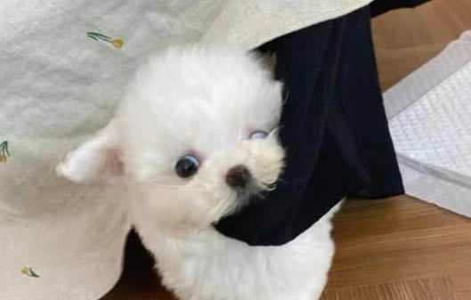 小狗可以吃面包嗎?