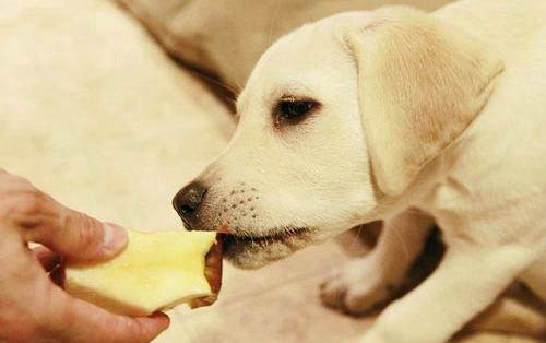 2022年武漢市禁養犬名單