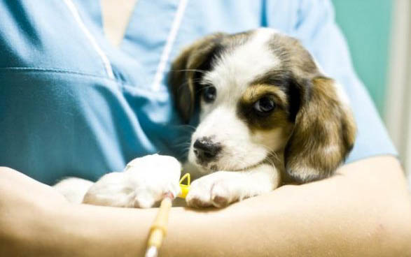 幼犬大便不成形還很臭正常嗎